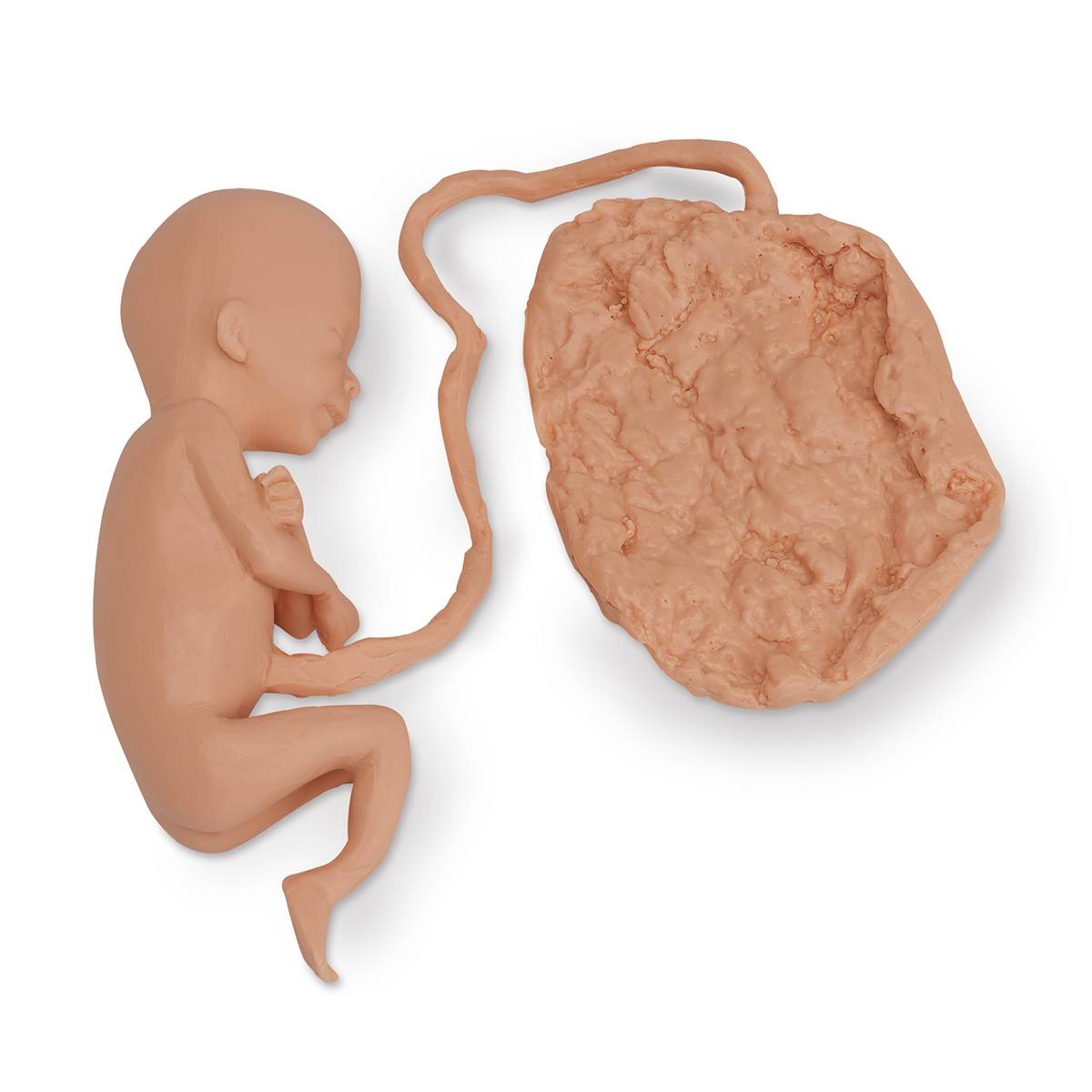 Life/form Human Fetus Replica 20 Week
