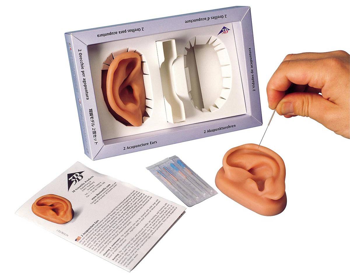3B Scientific Acupuncture Ear Anatomy Learn Left & Right Set Skinlike Silicone