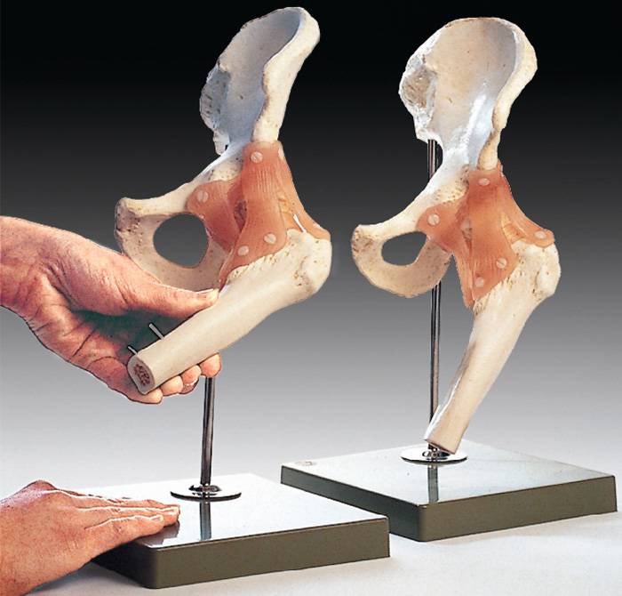 Functional Model of the Hip Joint Anatomical Chart Company NS51