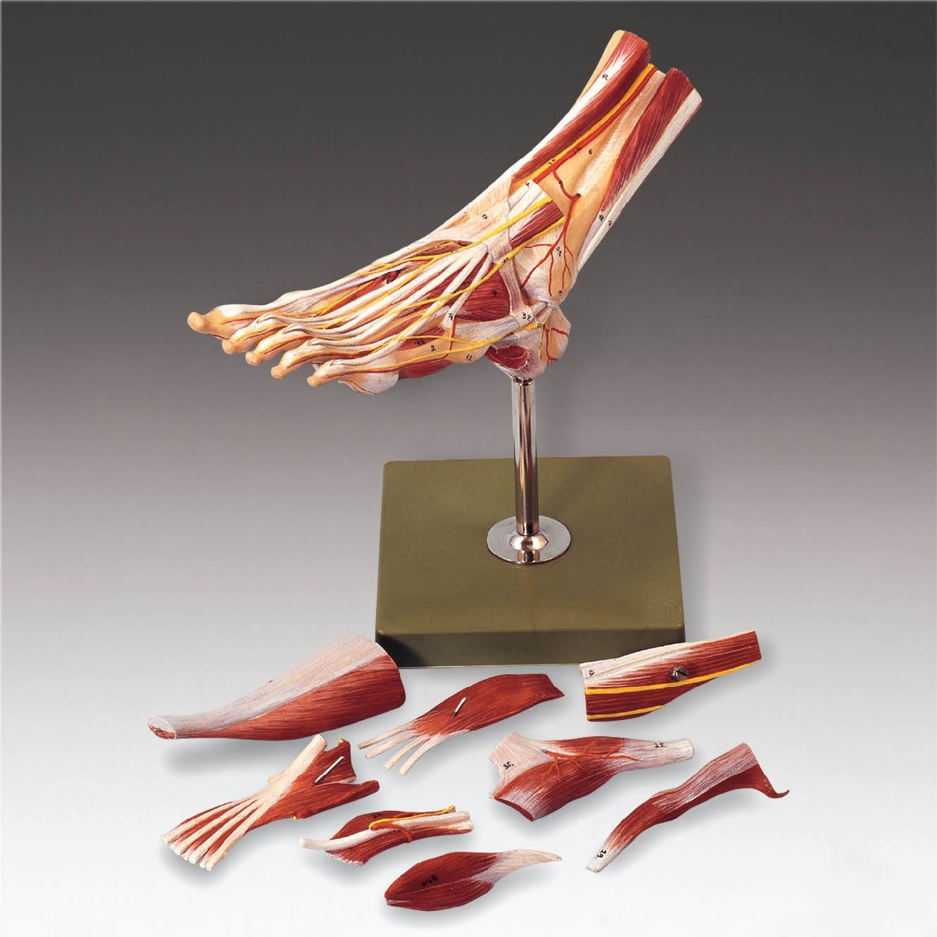Muscles of the Foot Model Anatomical Chart Company NS9