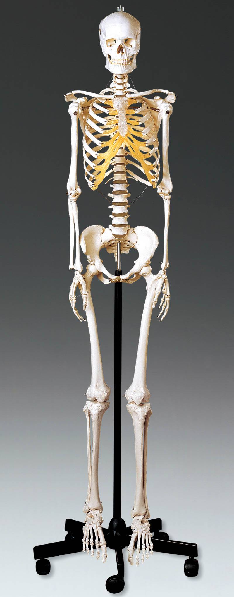 Human Woman Skeleton Bones Anatomy With Intervertebral Disks Png Images ...