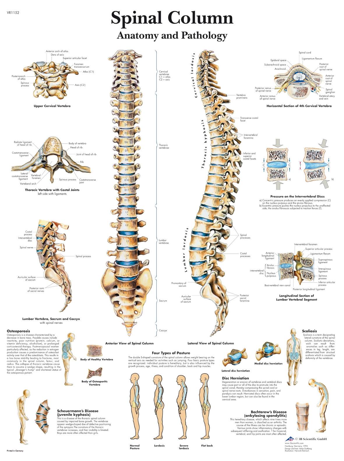 Spinal Column Chart Vertebrae Posters And Charts Huma - vrogue.co