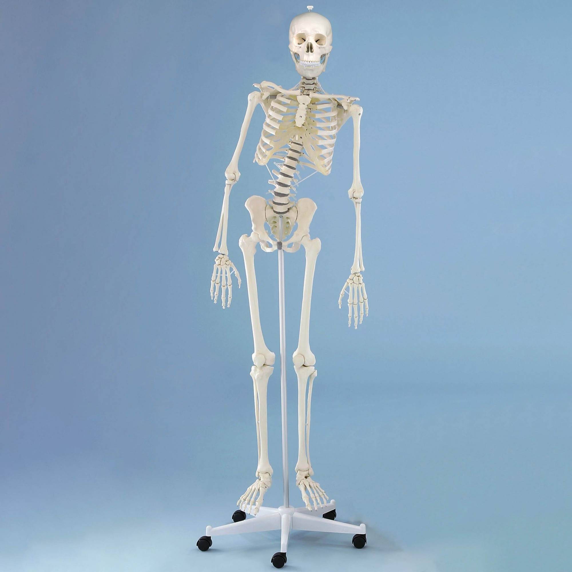 Physiotherapy Skeleton Model Anatomical Chart Company Z3014