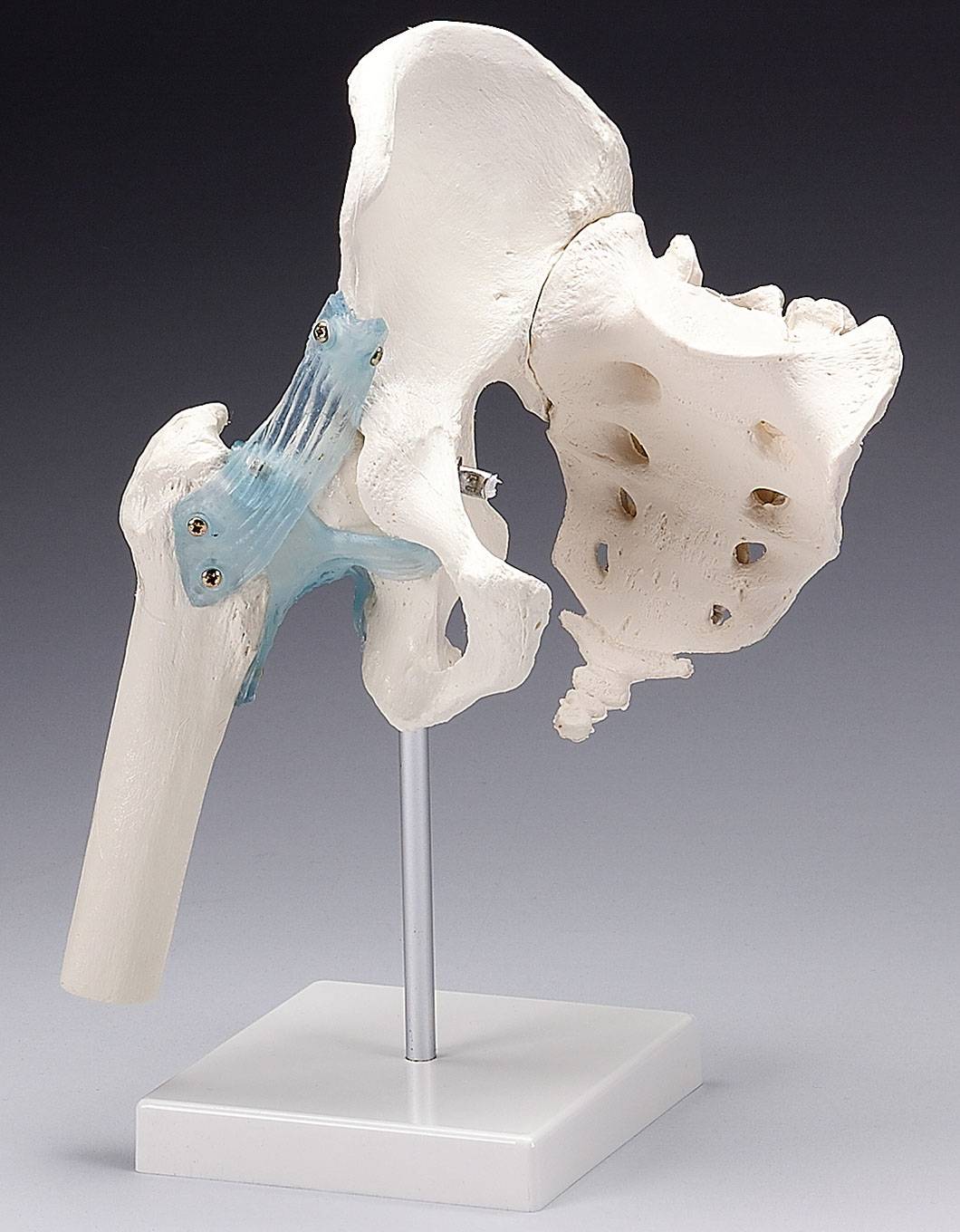 Hip Joint with Ligaments Model Anatomical Chart Company Z4554