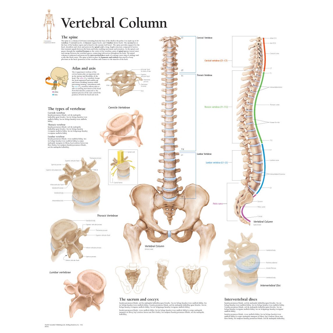 vertebrae anatomy