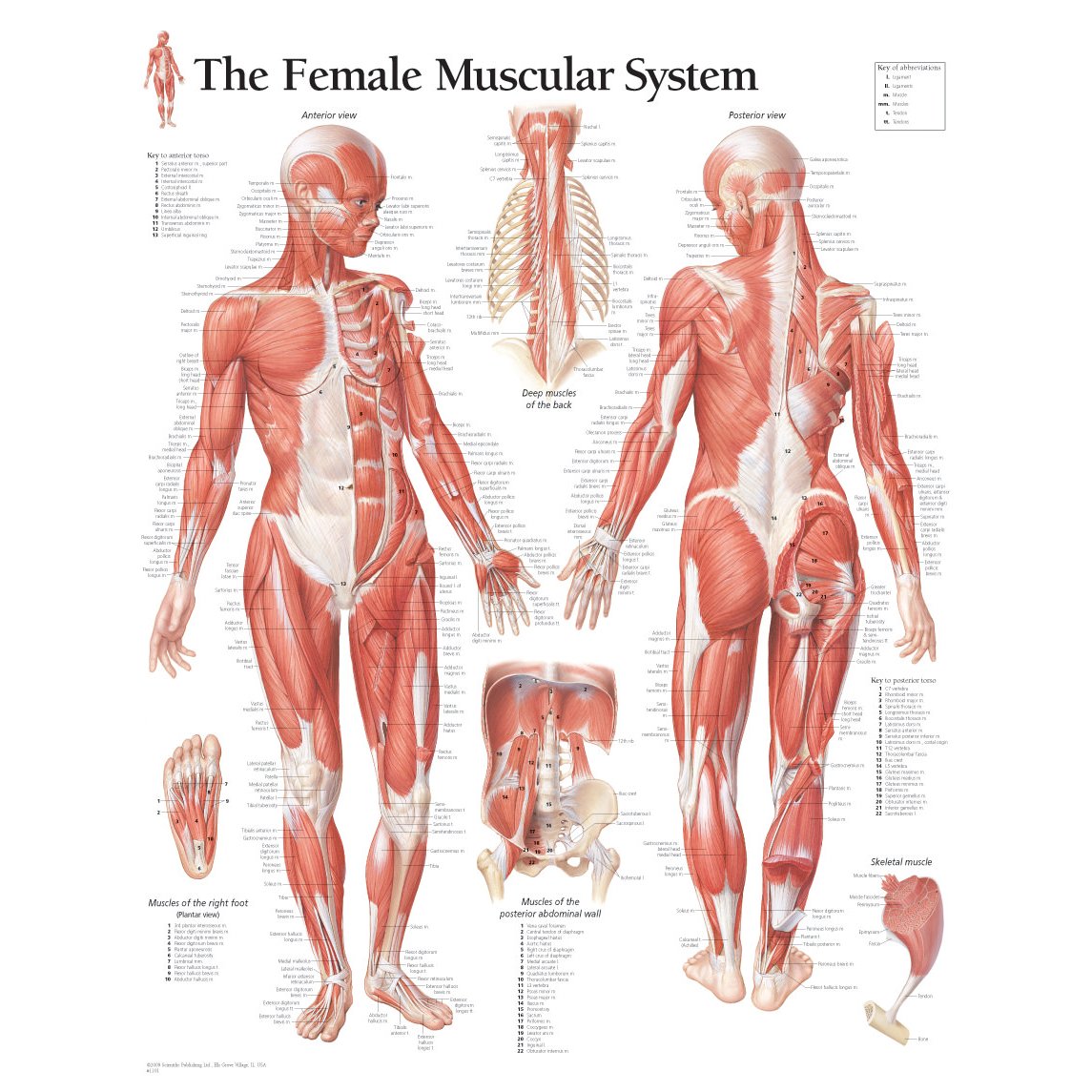 Scientific Publishing Female Muscular System Chart