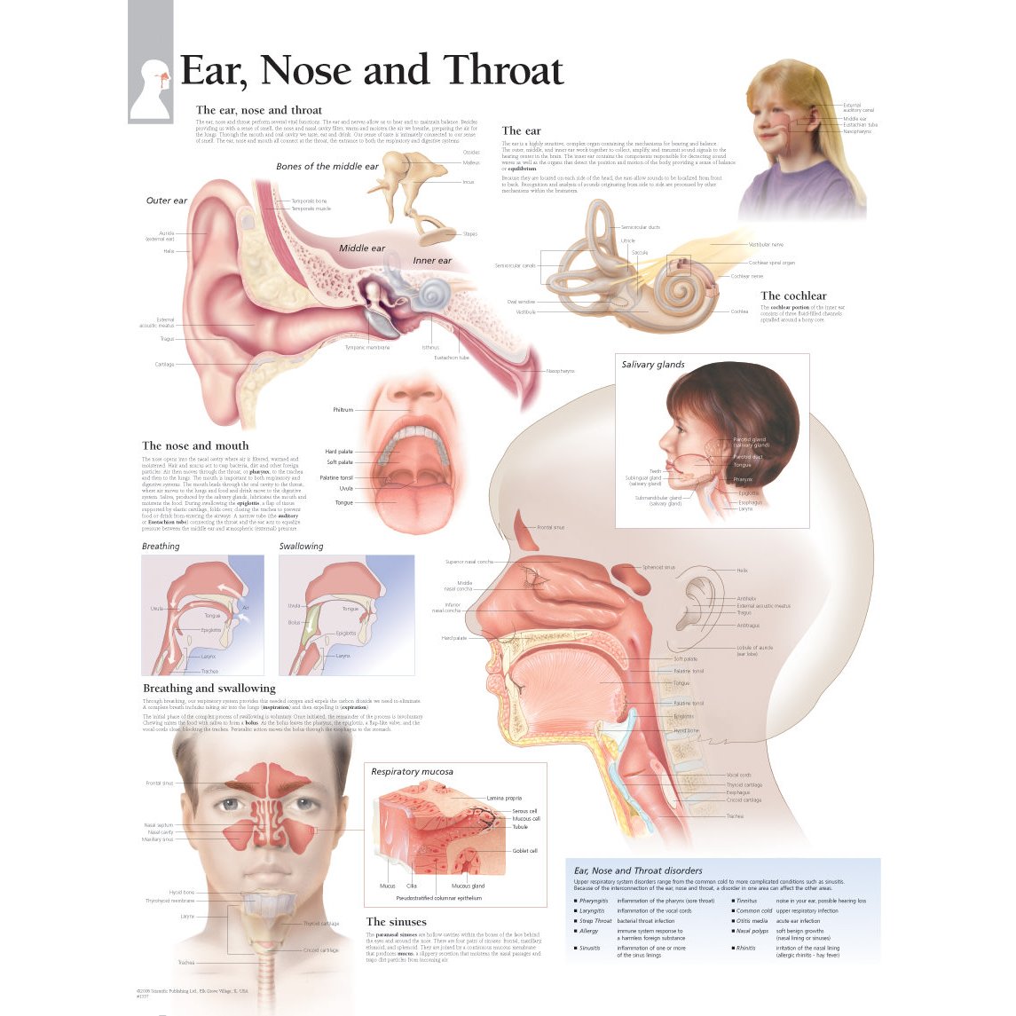 Scientific Publishing Ear Nose and Throat Chart