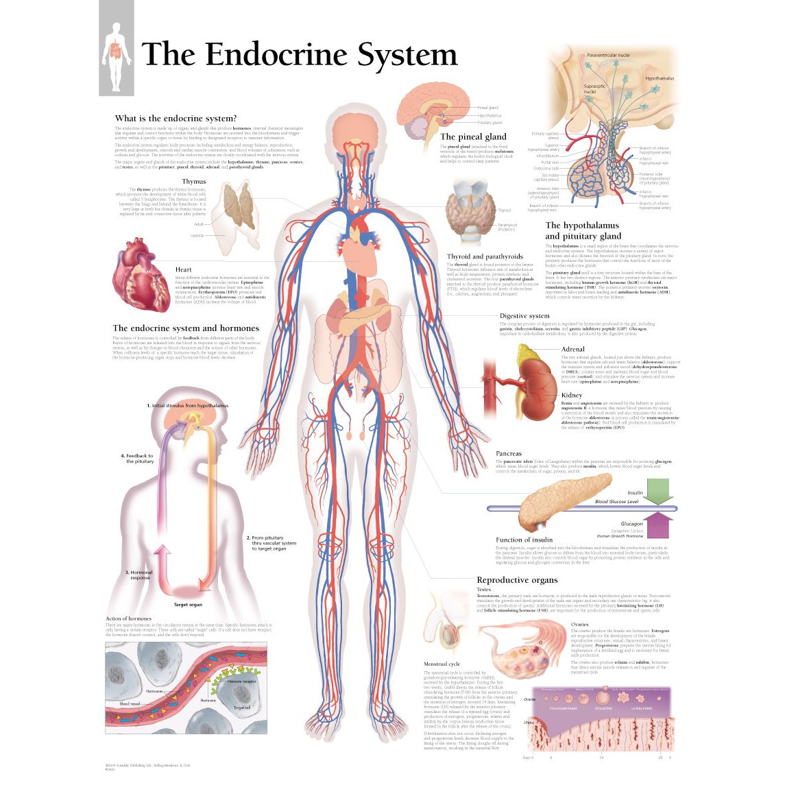 Scientific Publishing The Endocrine System Chart