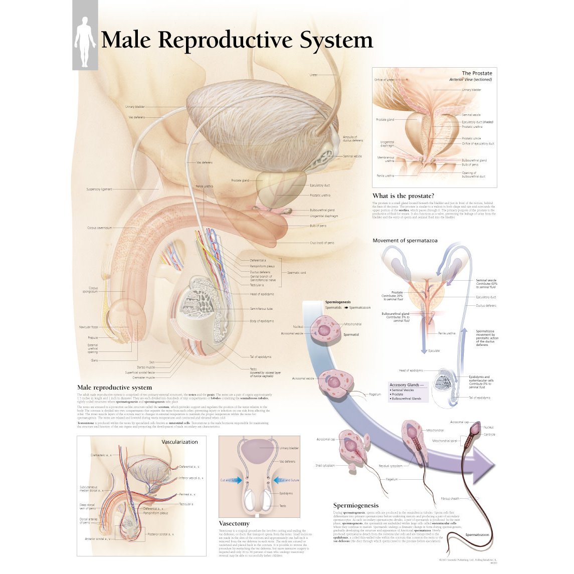 Scientific Publishing 4000P Male Reproductive System Chart