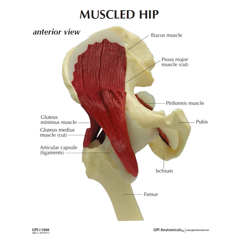GPI 1310 Muscled Hip Joint Model