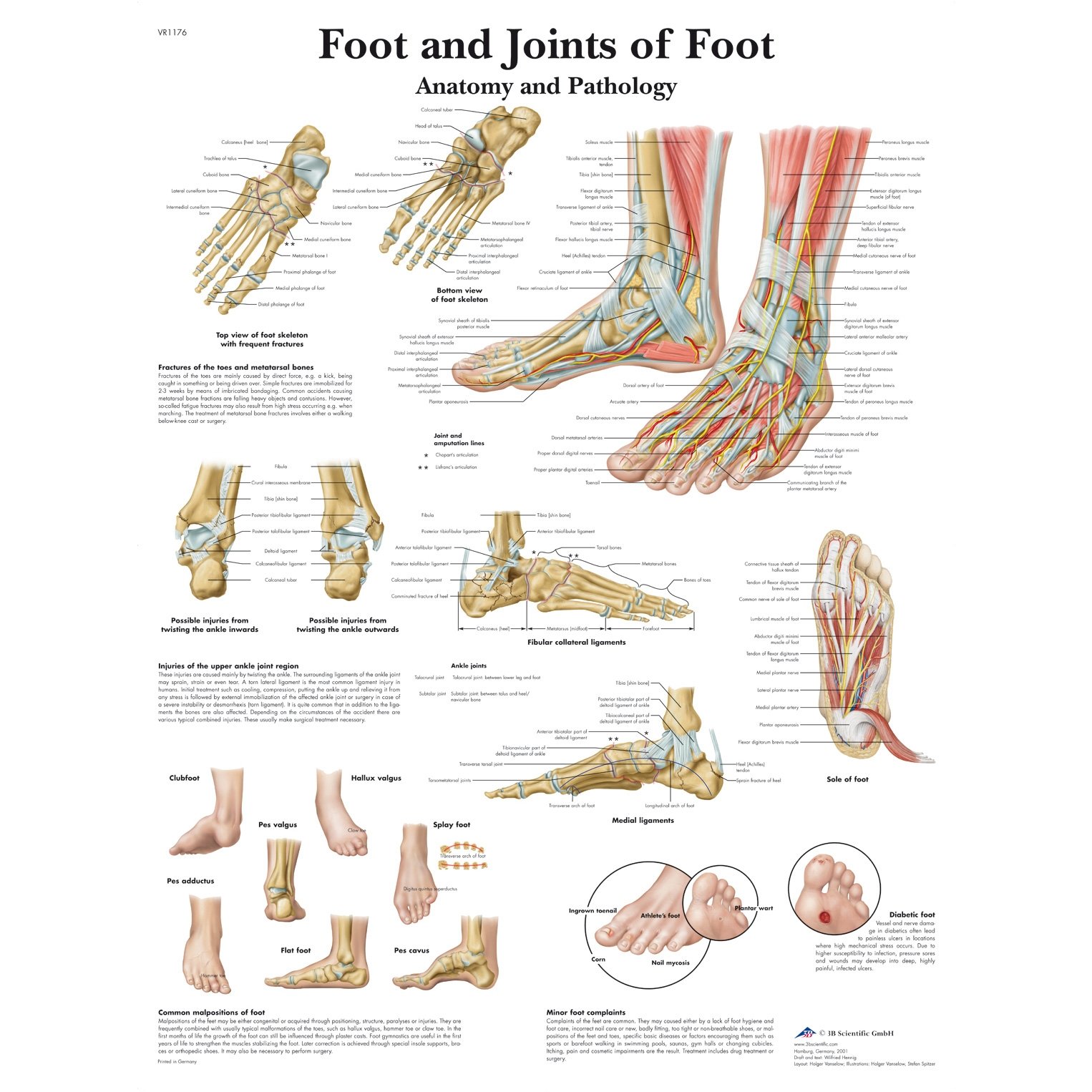3B Scientific Foot And Joints Of Foot Chart 3B Scientific Foot And Joints Of Foot Chart