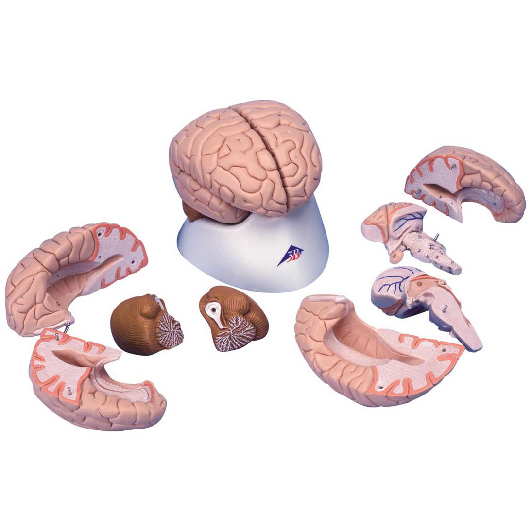 3b Scientific C17 Brain Model 8 Part