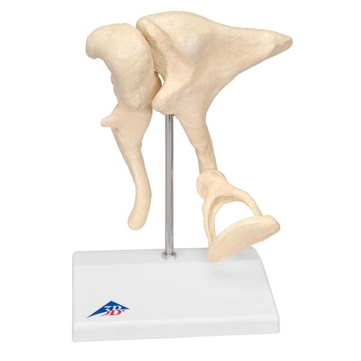 3B Scientific A101 Ossicles Model Magnified 20 Times Life ...
