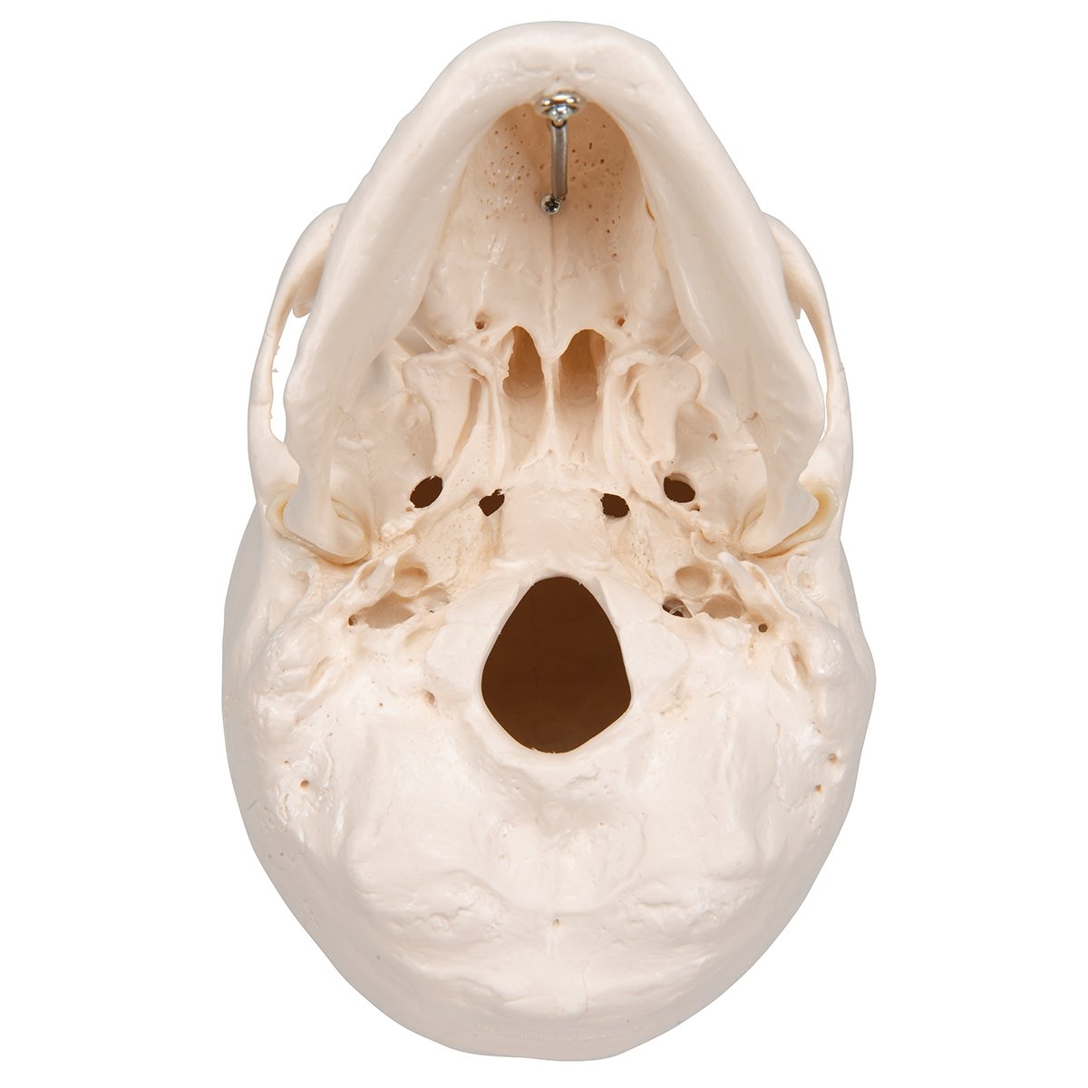 Classic Human Skull (3-Part) - 3B Smart Anatomy
