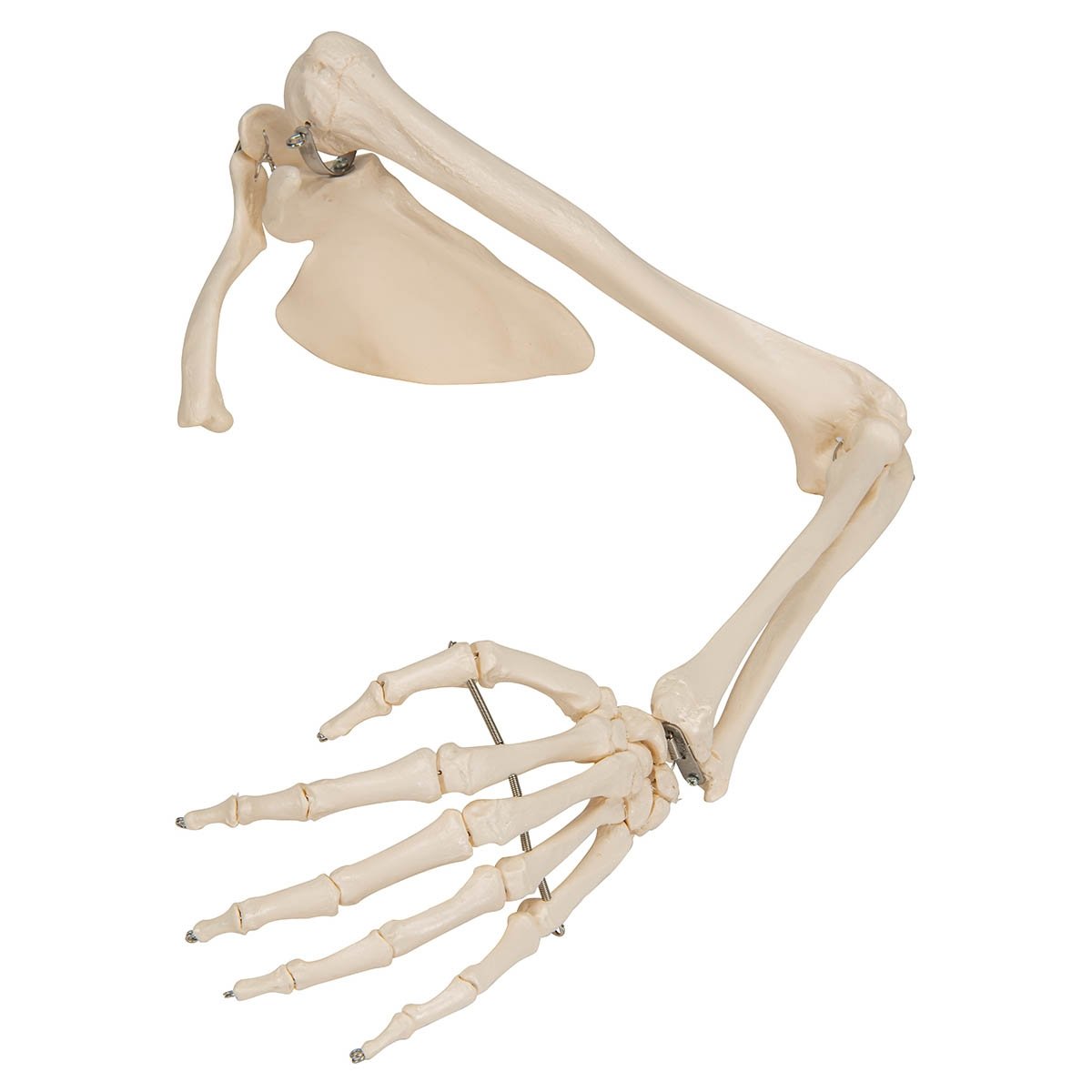 3b Scientific A46l Arm Skeleton With Scapula Clavicle Model 3b Smart Anatomy