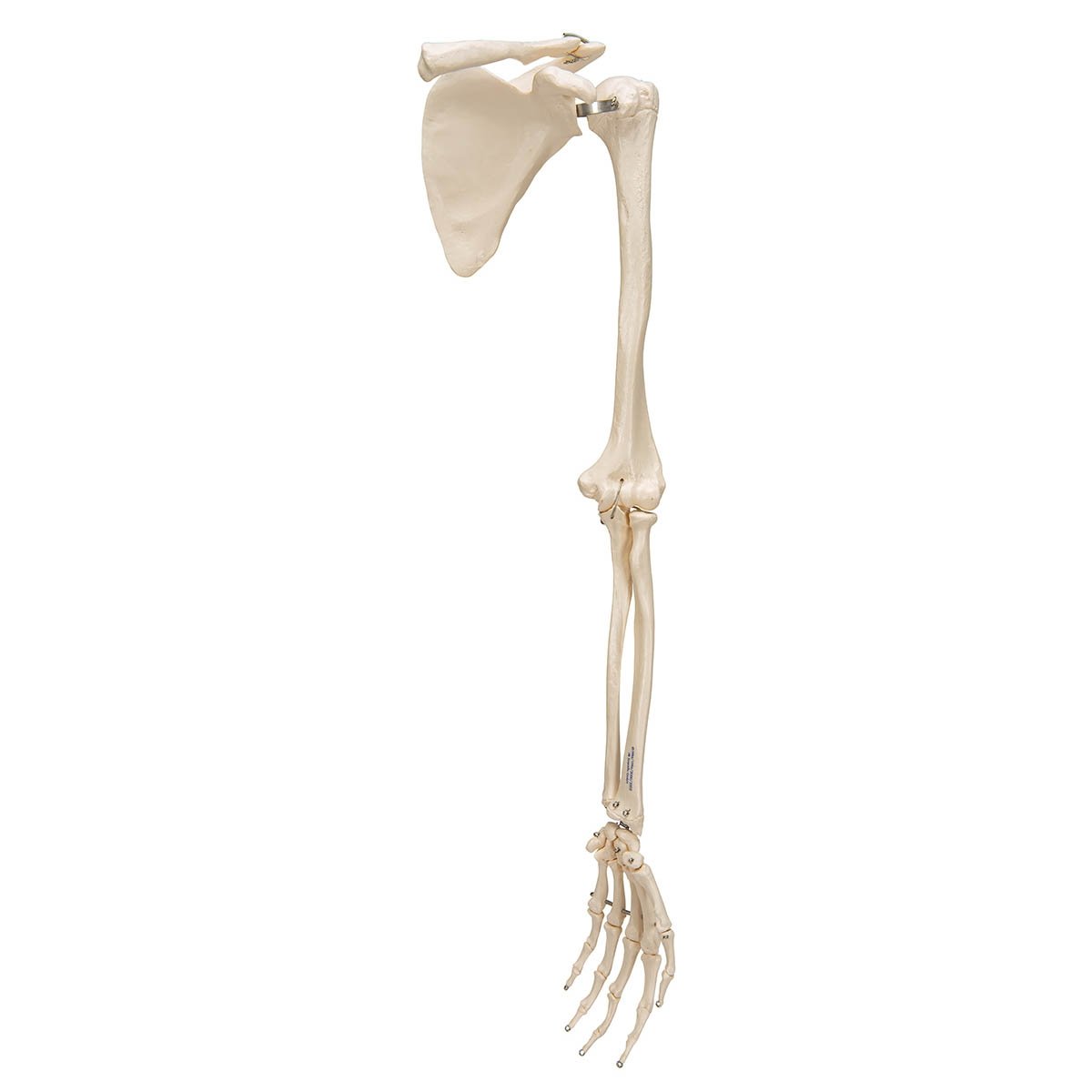 3B Scientific A46L Arm Skeleton with Scapula & Clavicle Model 3B Smart Anatomy