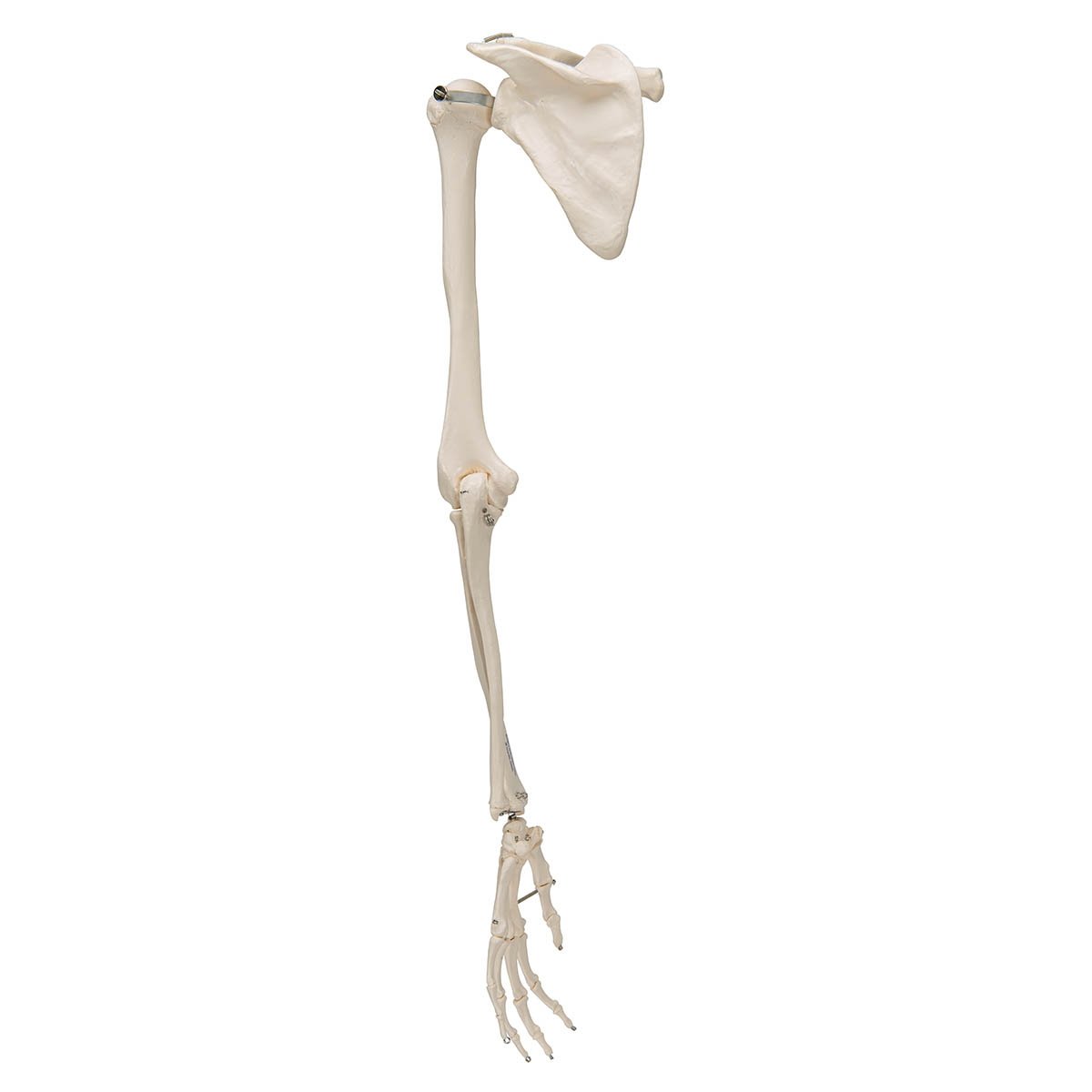 3B Scientific A46L Arm Skeleton with Scapula & Clavicle Model 3B Smart Anatomy