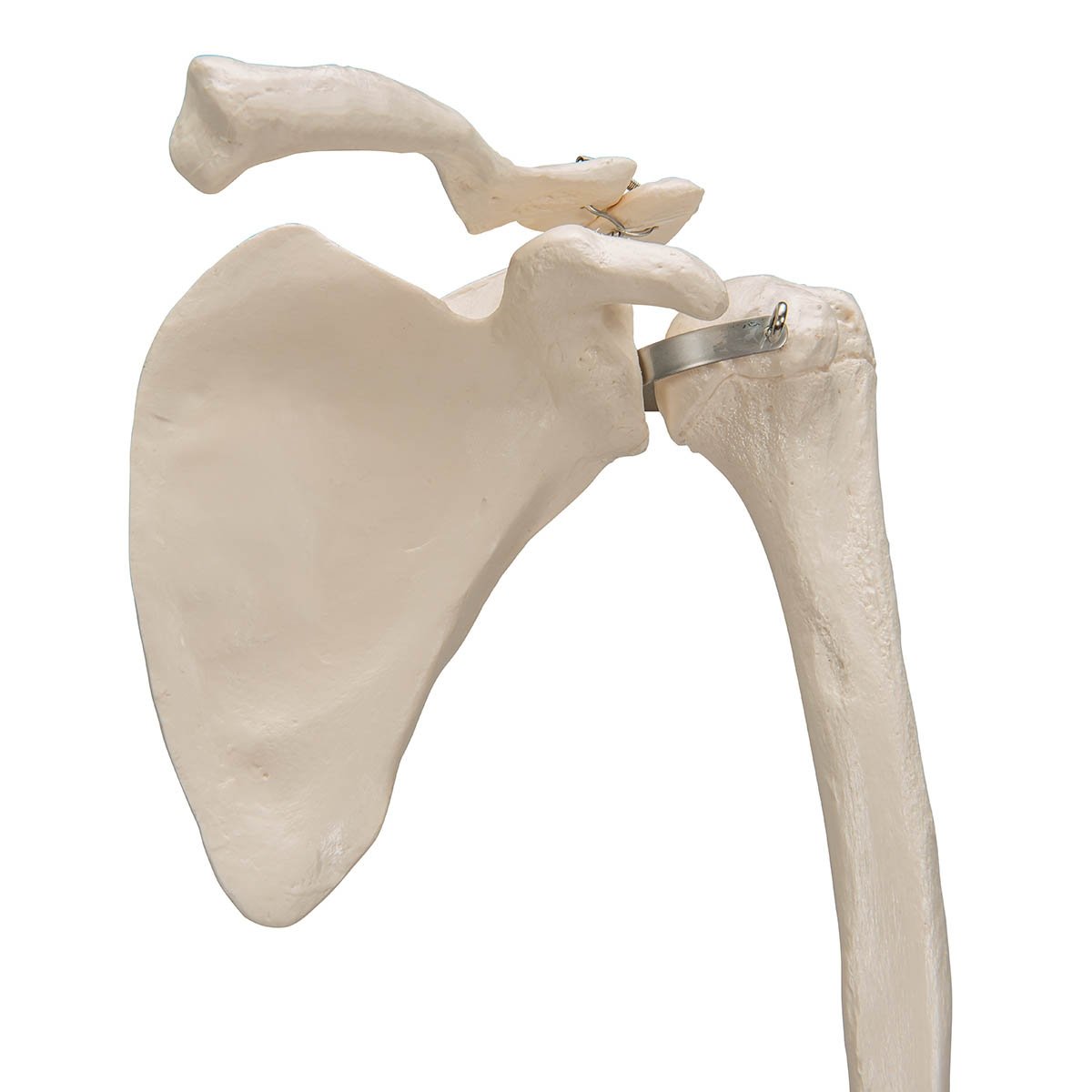 3B Scientific A46L Arm Skeleton with Scapula & Clavicle ...