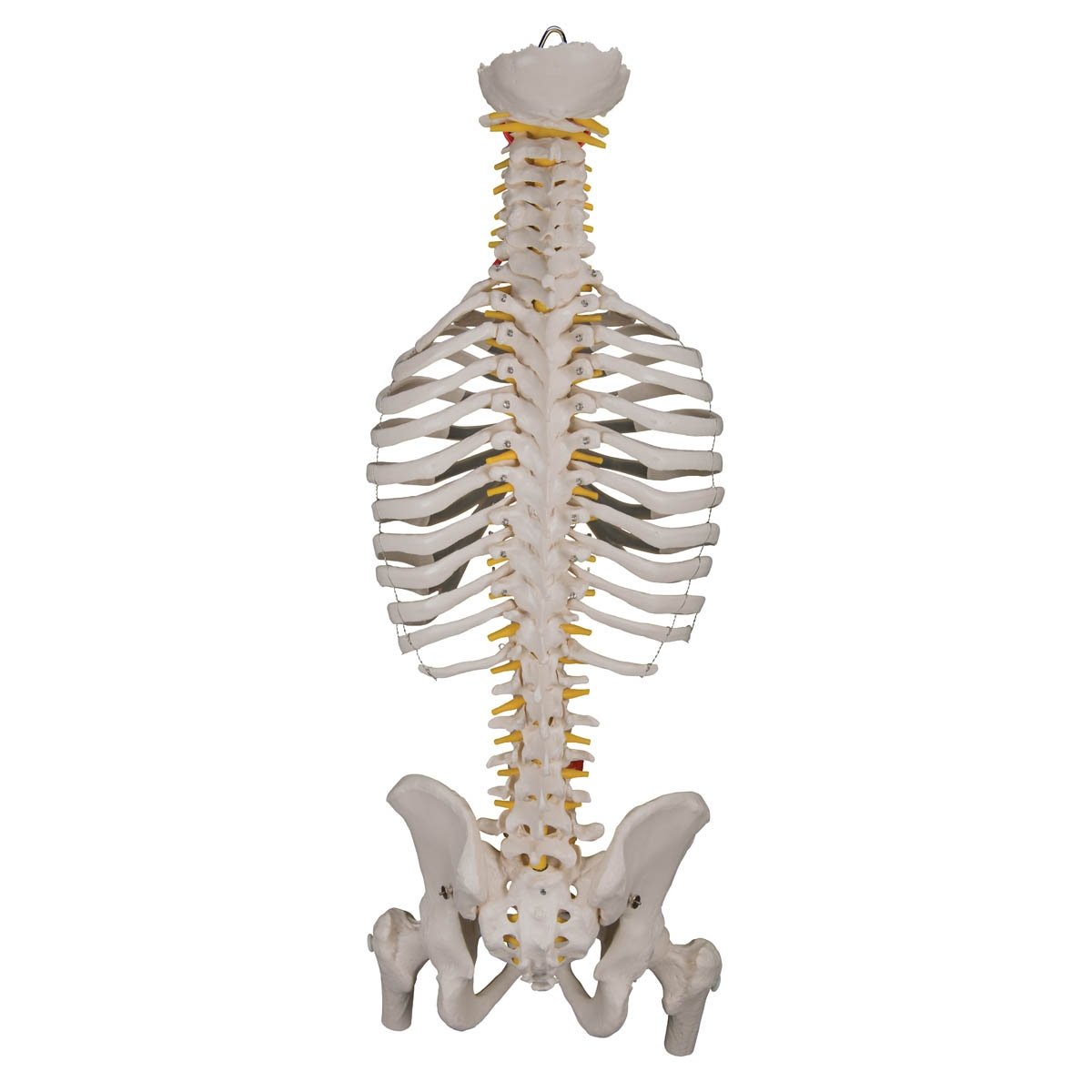 3B Scientific A562 Classic Flexible Spine with Ribs and Femur Heads
