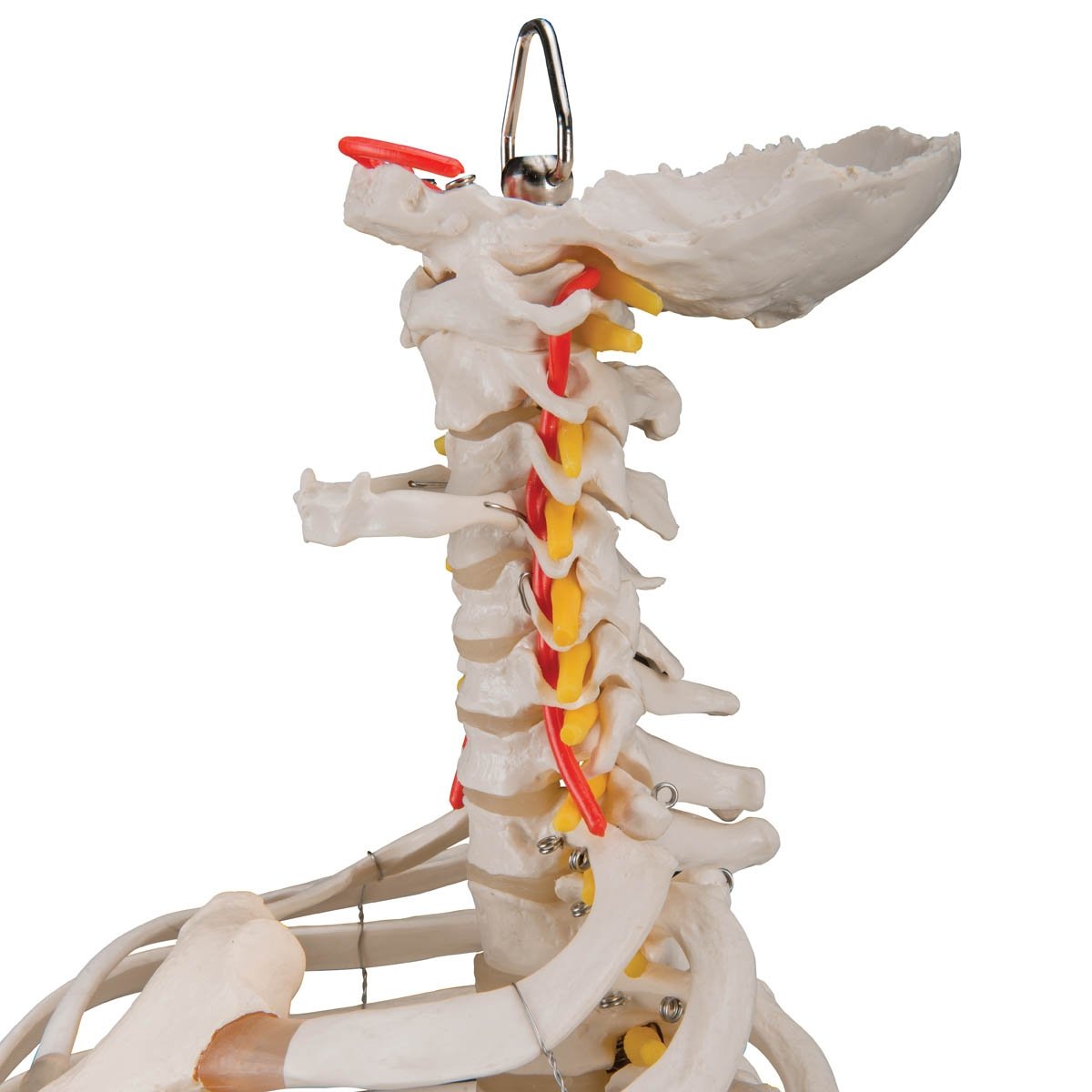 3B Scientific A56-2 Classic Flexible Spine with Ribs and Femur Heads