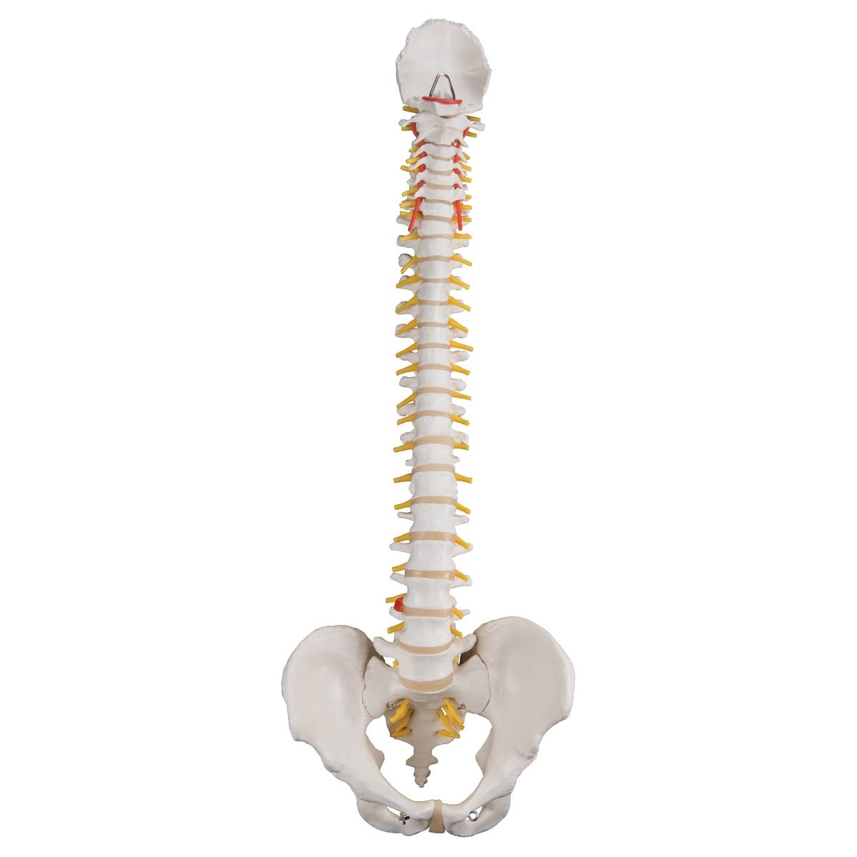 3B Scientific A58-1 Classic Flexible Spine with Male Pelvis
