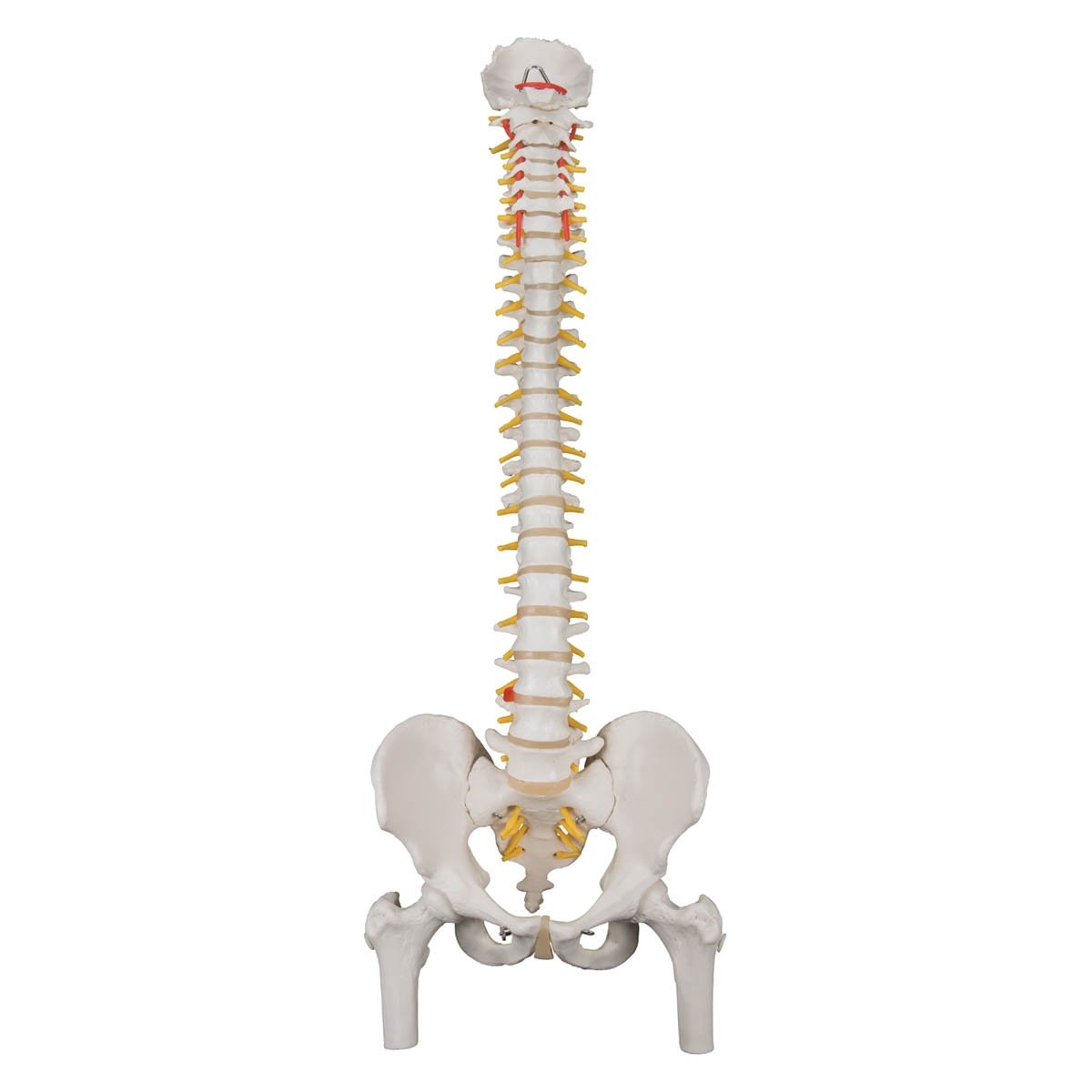 3B Scientific Flexible Spine Model With Femur Heads | 32.7 Inch Anatomy Model With Smart Anatomy Features