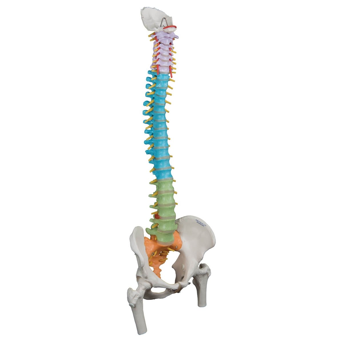 3B Anatomical Model - Didactic Flexible Human Spine Model with Femur Heads 3B Anatomical Model - Didactic Flexible Human Spine Model with Femur Heads