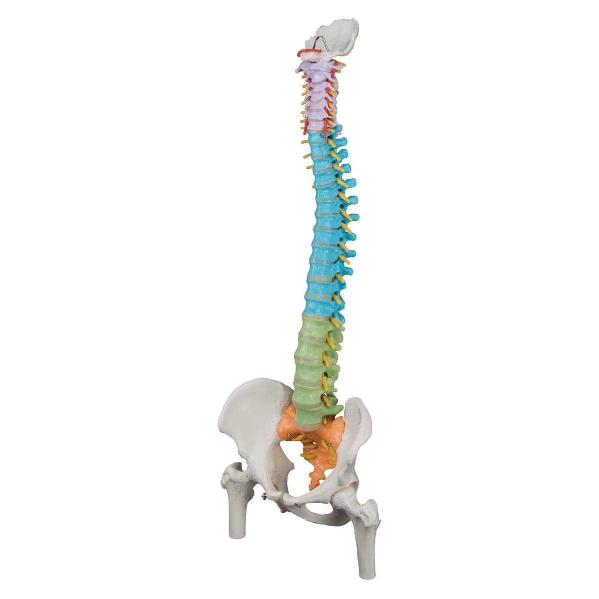 3B Anatomical Model - Didactic Flexible Human Spine Model with Femur Heads 3B Anatomical Model - Didactic Flexible Human Spine Model with Femur Heads