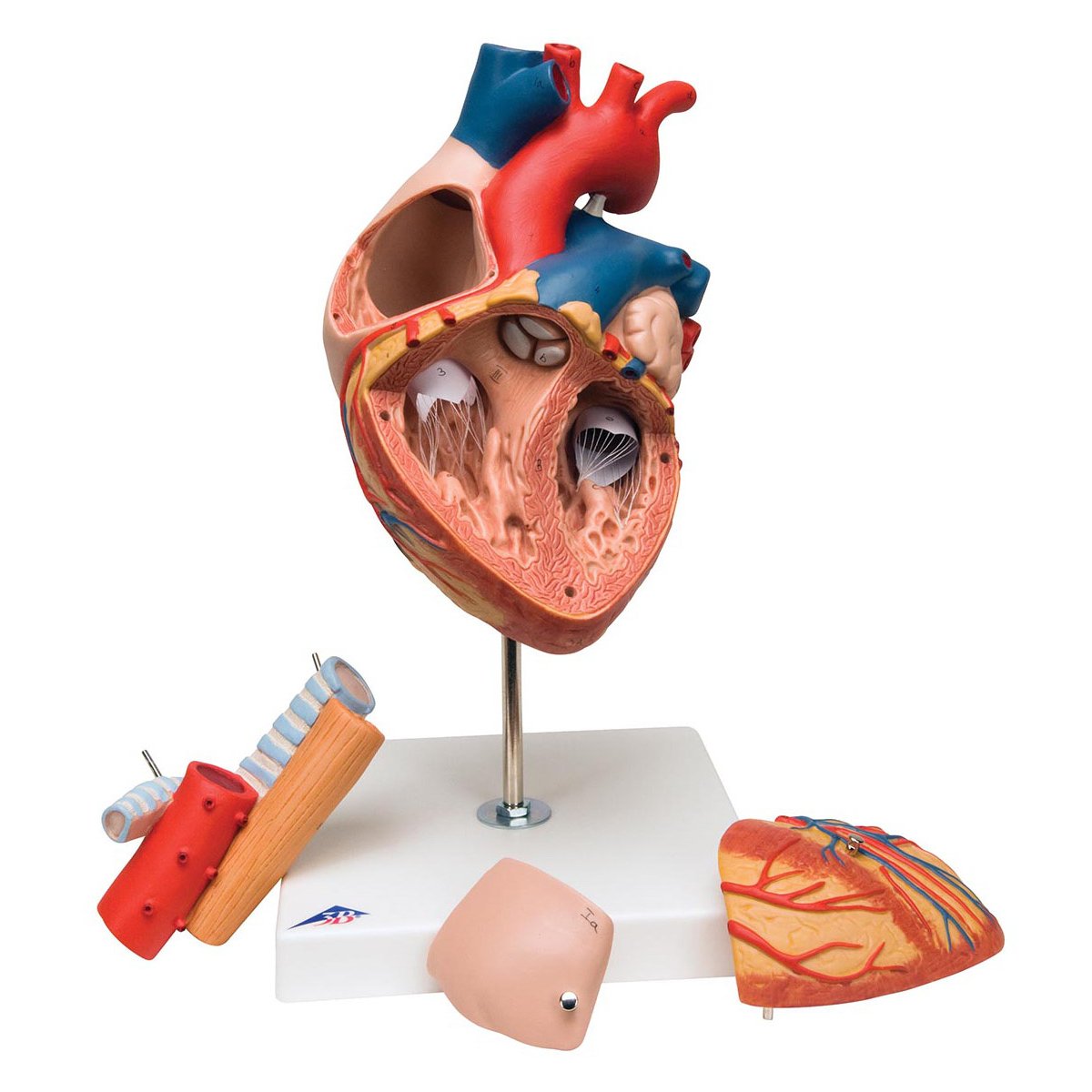 3B Scientific G13 5-Part Heart with Esophagus and Trachea 2x Life Size