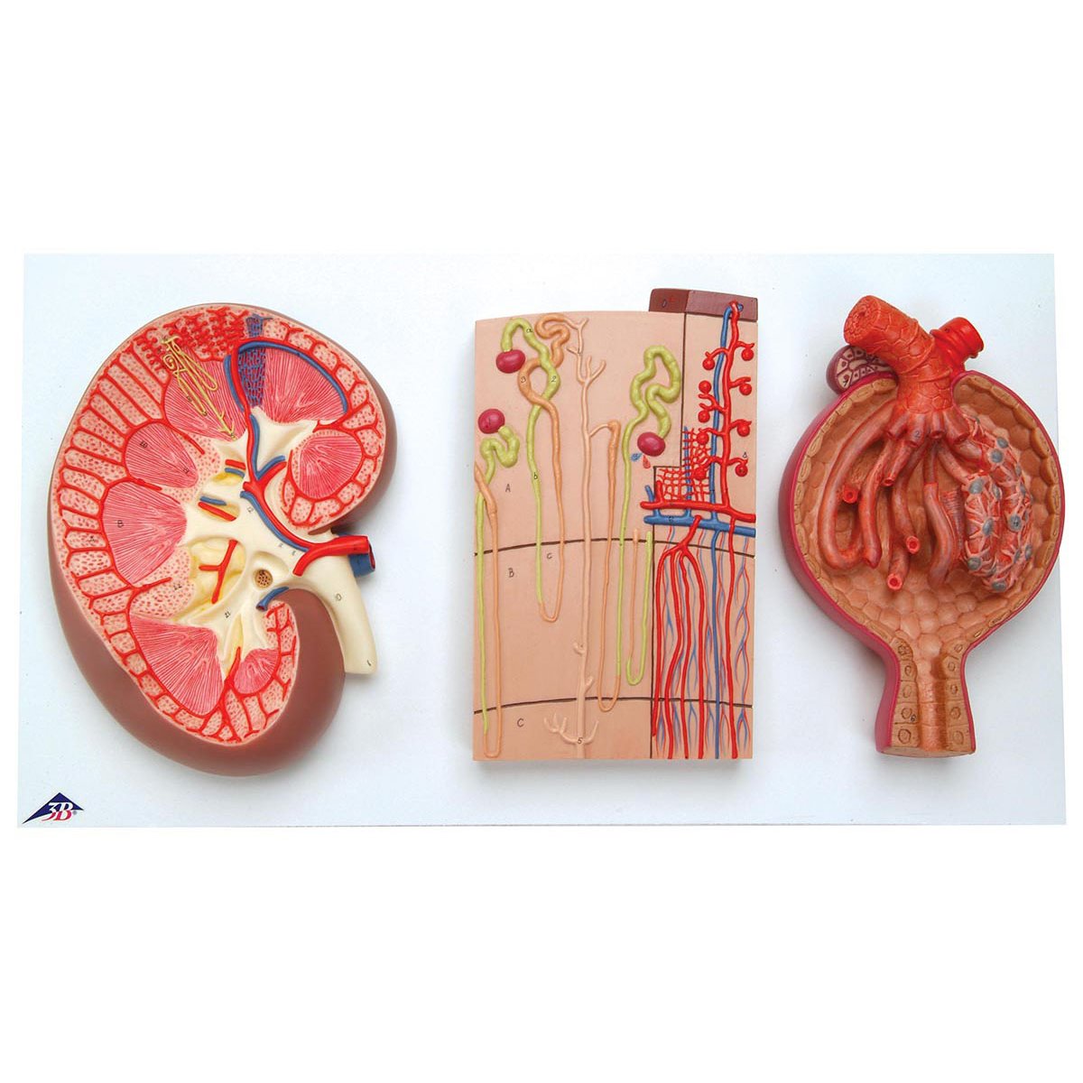 3B Scientific K11 Kidney Nephron Blood Vessels Renal Corpuscle Model