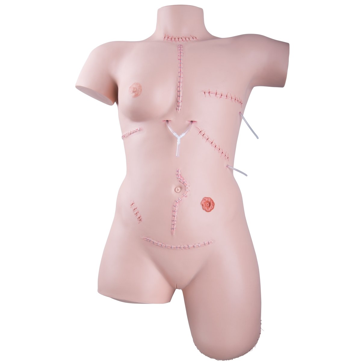 Wound care / bandaging technique trainer Wound care / bandaging technique trainer