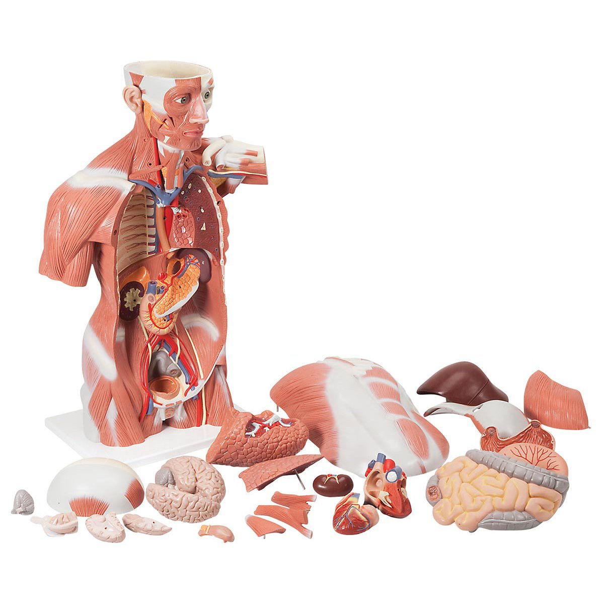 Muscle Torso Model 27 Part Life Size