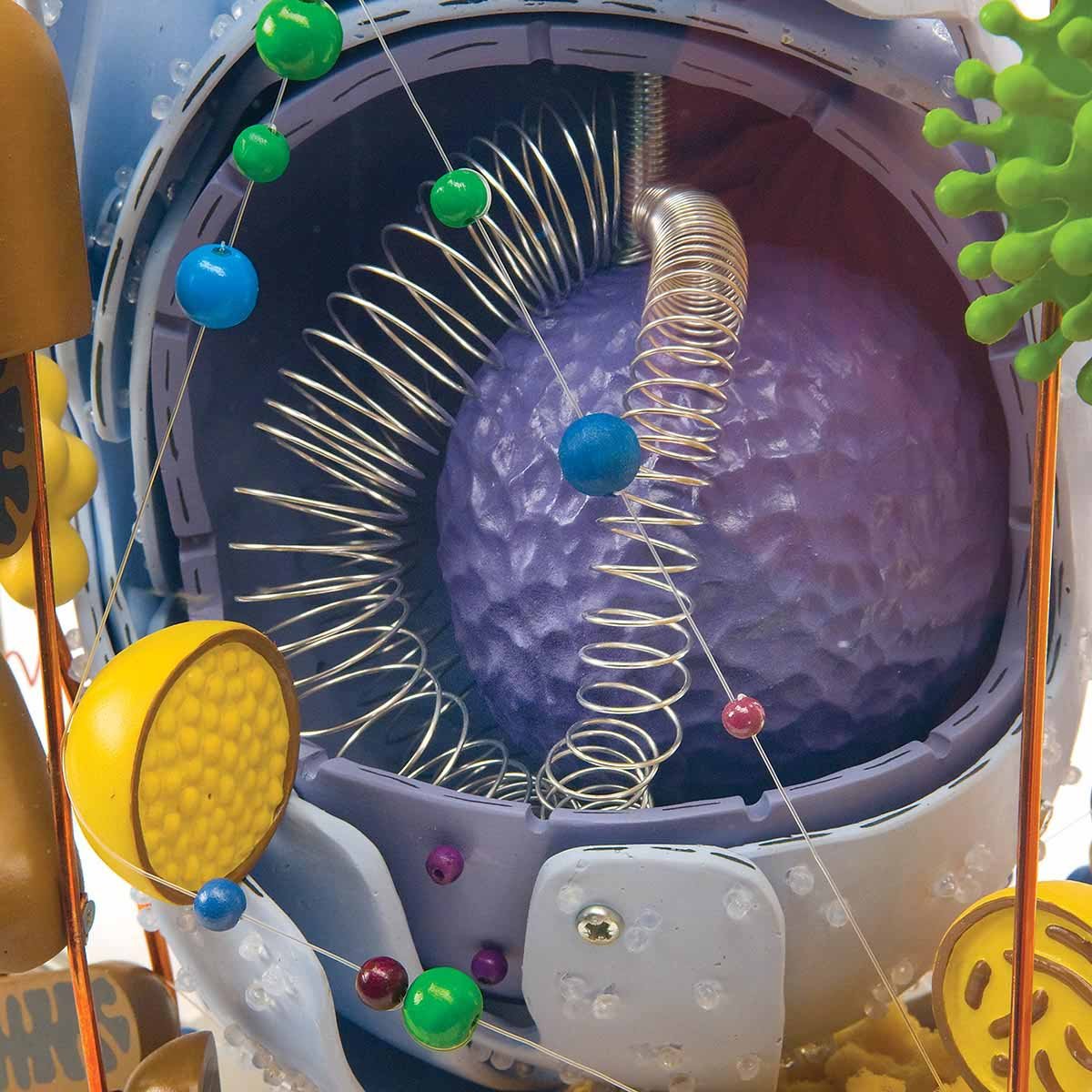 Glass Human Cell Model 40000 Times Life-Size