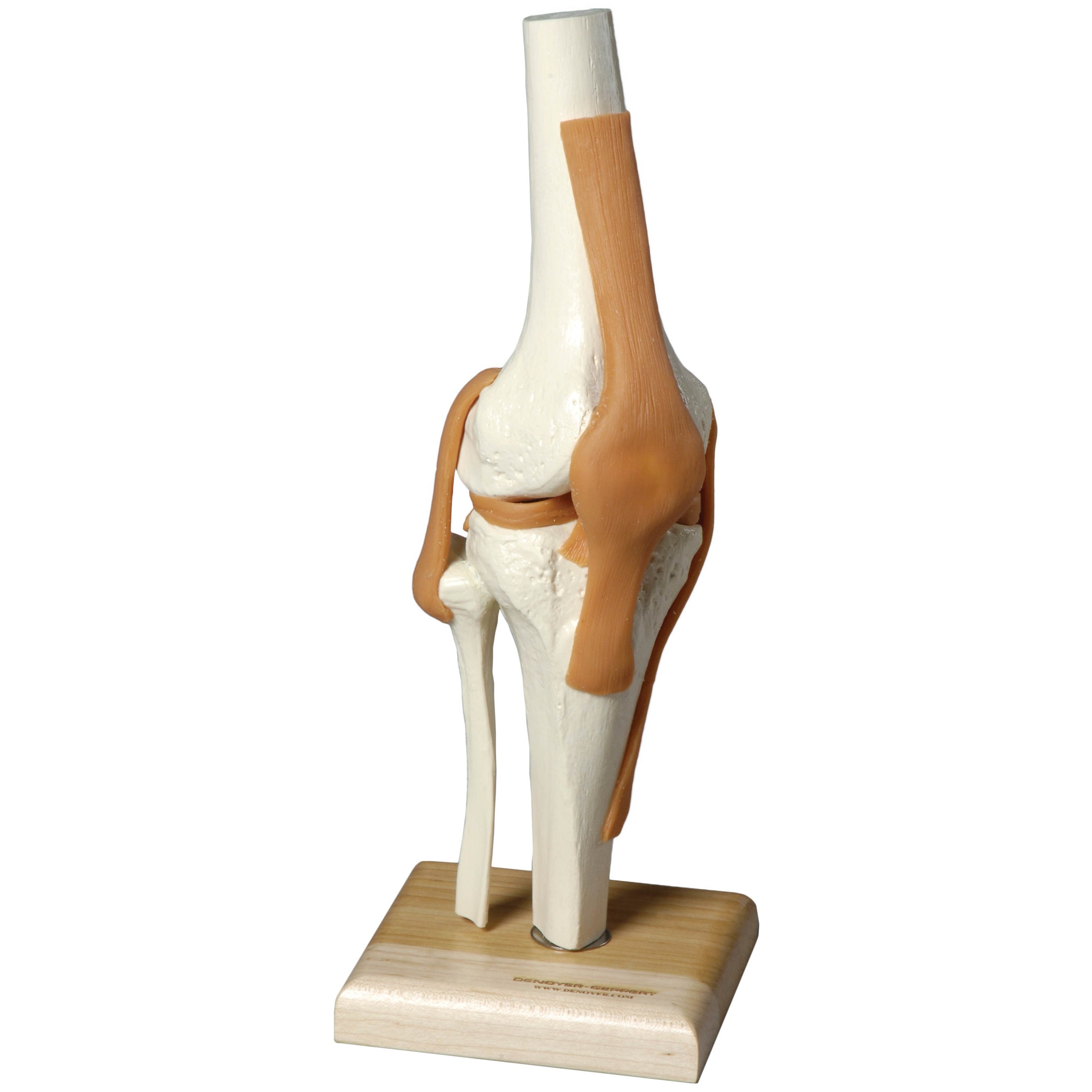 Denoyer Geppert SJ66K Ultraflx Ligamented Knee Functional Replica
