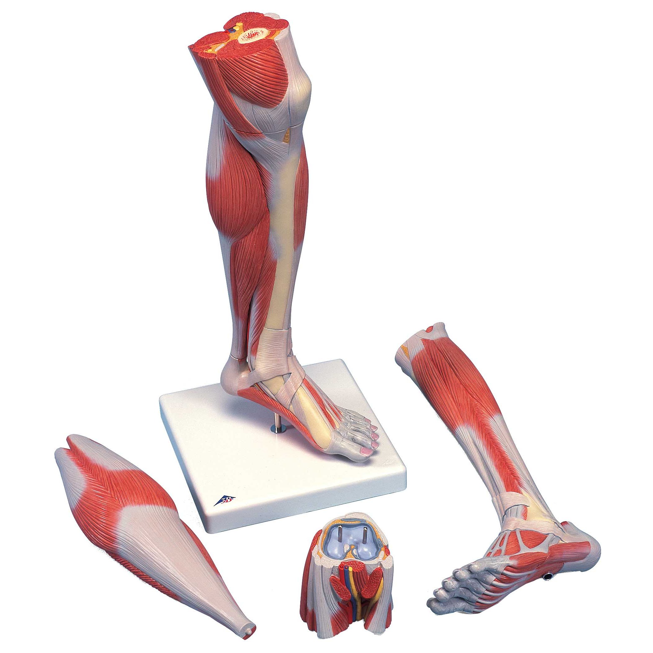 Muscles of the lower leg and foot, Human Anatomy and Physiology Lab (BSB  141)