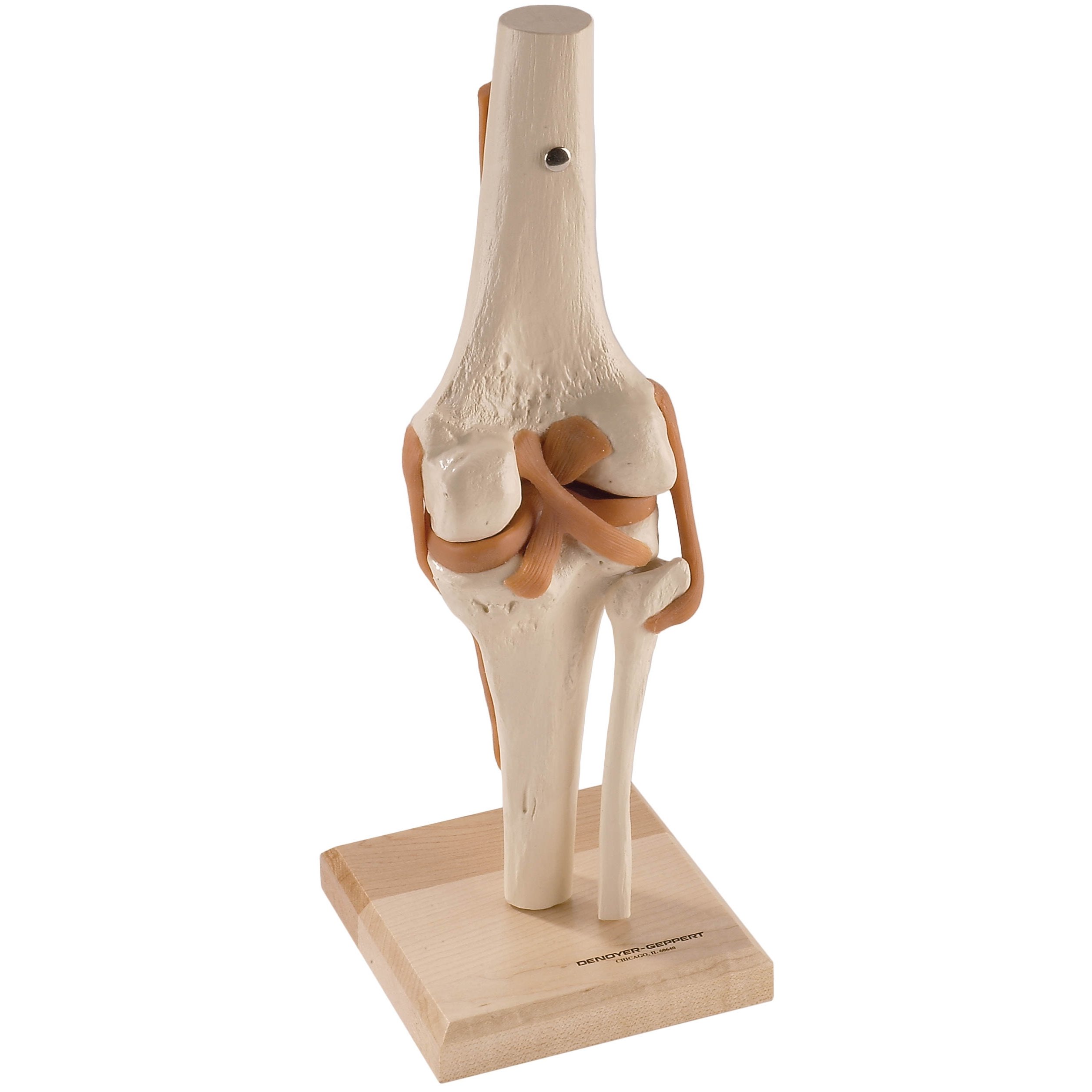 Denoyer Geppert SJ66K Ultraflx Ligamented Knee Functional Replica