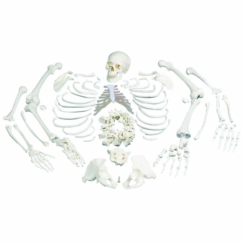 Disarticulated Full Skeleton with 3 Part Skull