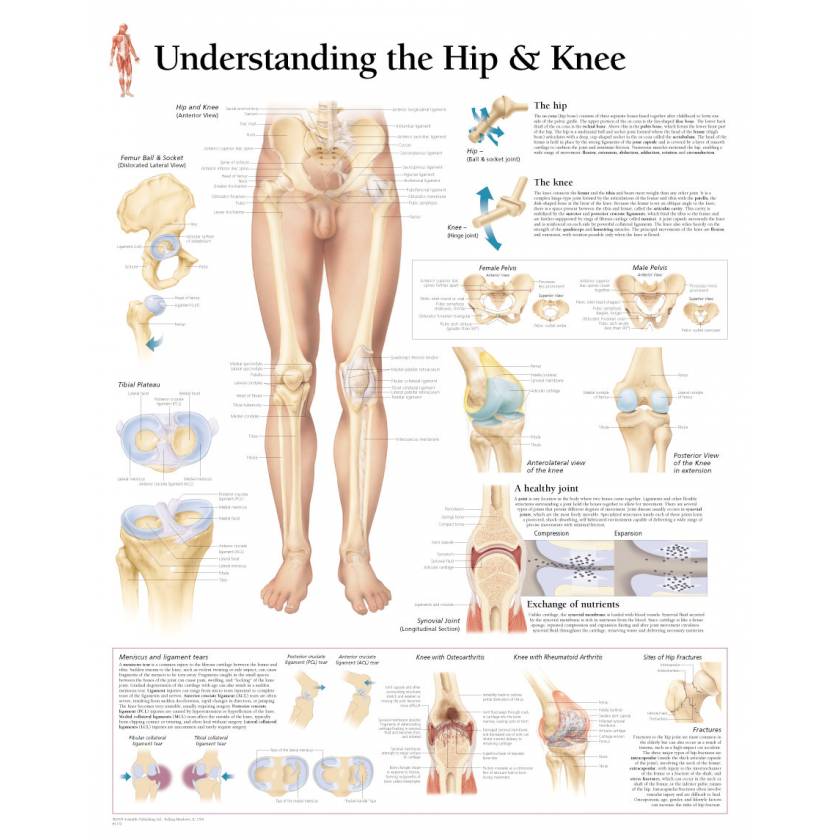Understanding the Hip & Knee Chart