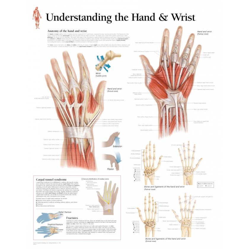 Understanding the Hand & Wrist Chart