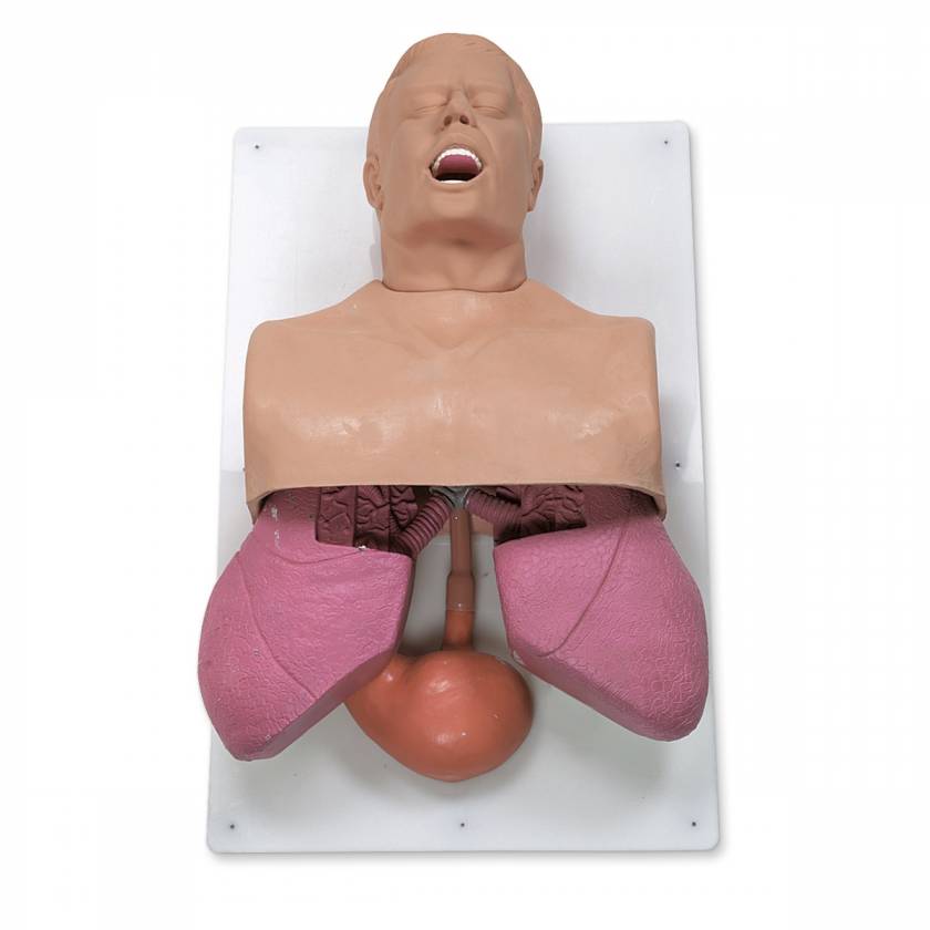 Nasco 101-501 Simulaids Adult Airway Management Trainer with Board