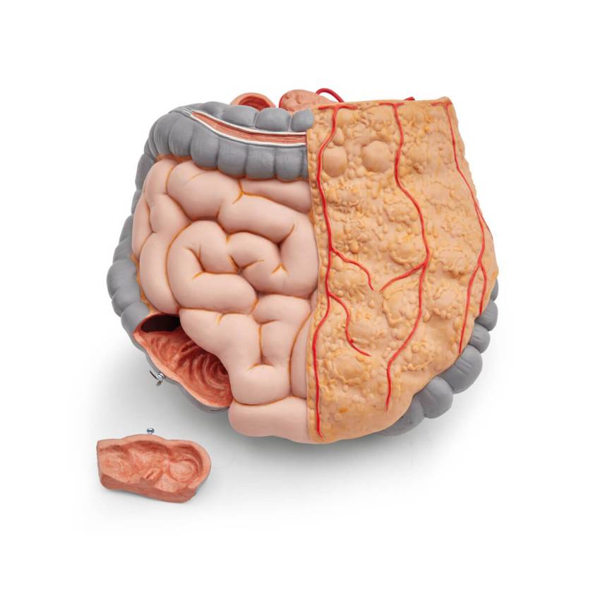 3B Scientific 1020674 Replacement Whole Intestine 2-Part, Complete