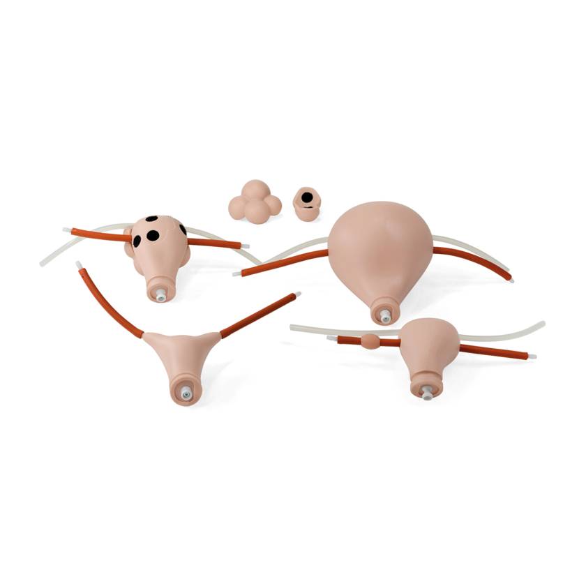 3B Scientific 1021595 Replacement Uteri Set for SKINlike™ Gynecologic Skills Trainer