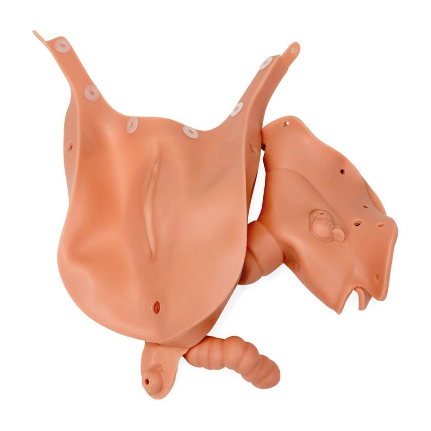 3B Scientific Replacement Vagina Insert for SKINlike™ Gynecologic Skills Trainer - Light Skin Tone