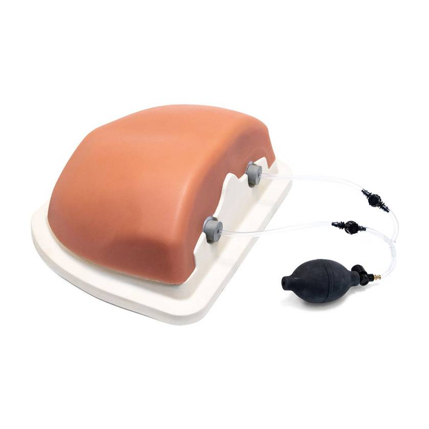3B Scientific 1021899 Image Guided Thoracic Spinal Injection Trainer