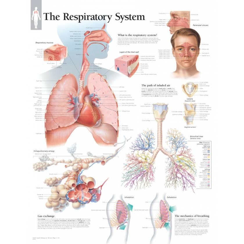 Scientific Publishing Respiratory System Chart