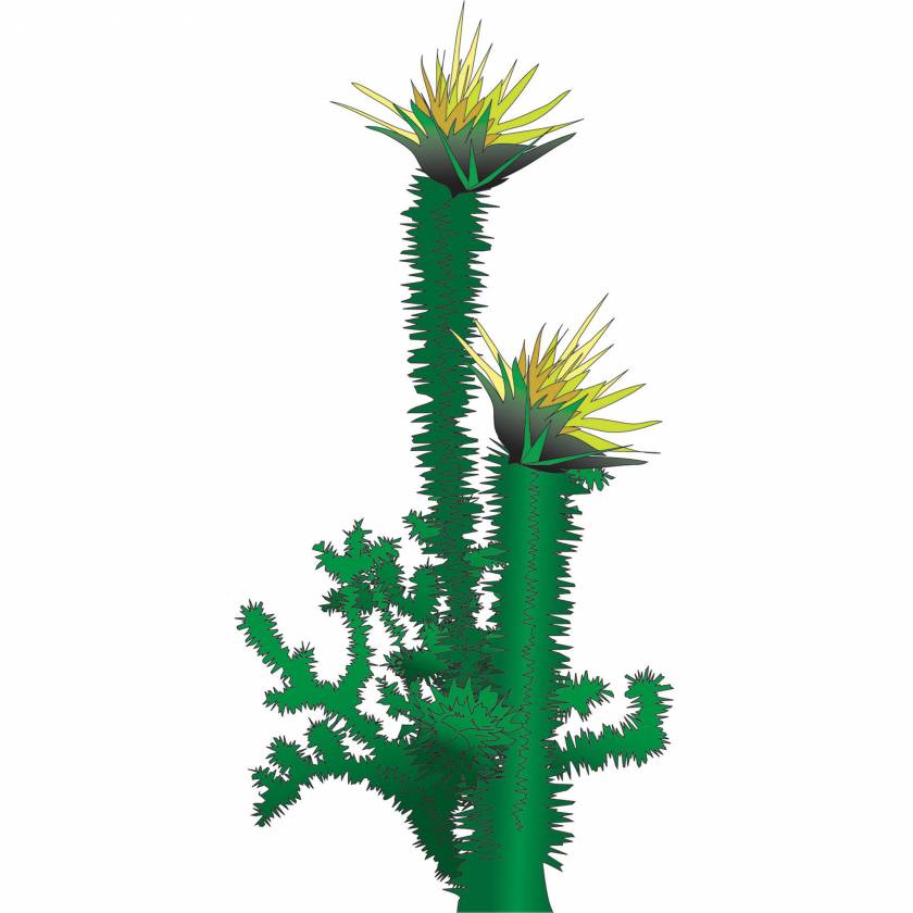 Clinton Wall Sticker - Cactus