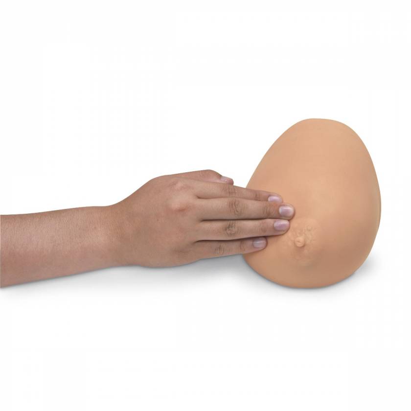 Breast Self Exam Model