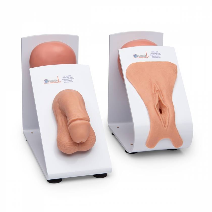 Male & Female Catheterization Trainers Models Set