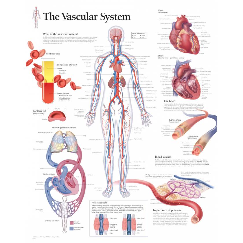 The Vascular System Chart