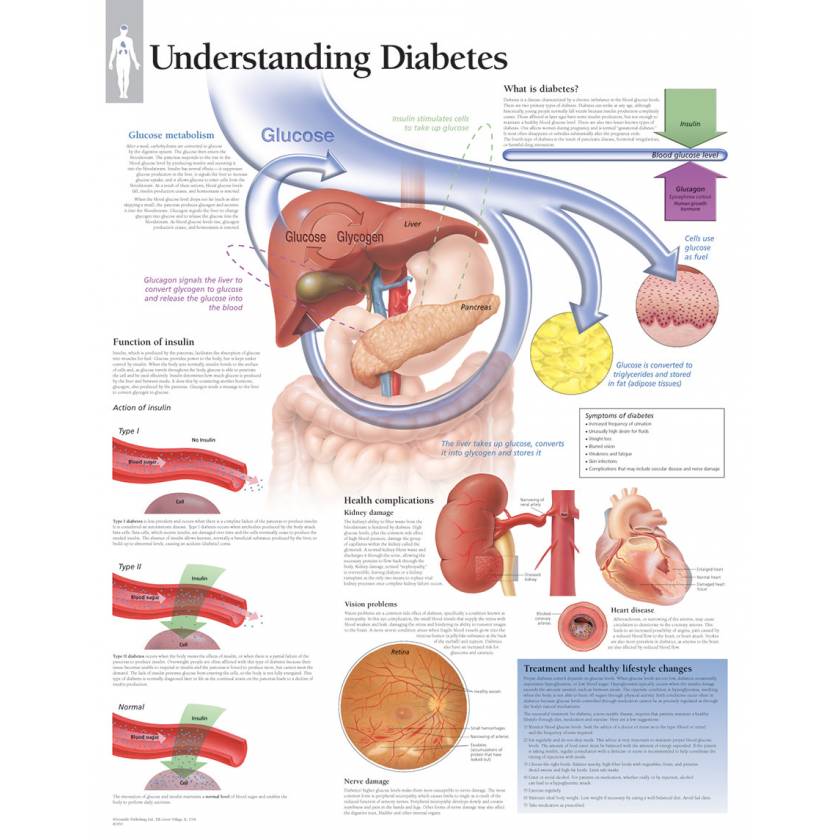 Understanding Diabetes Chart